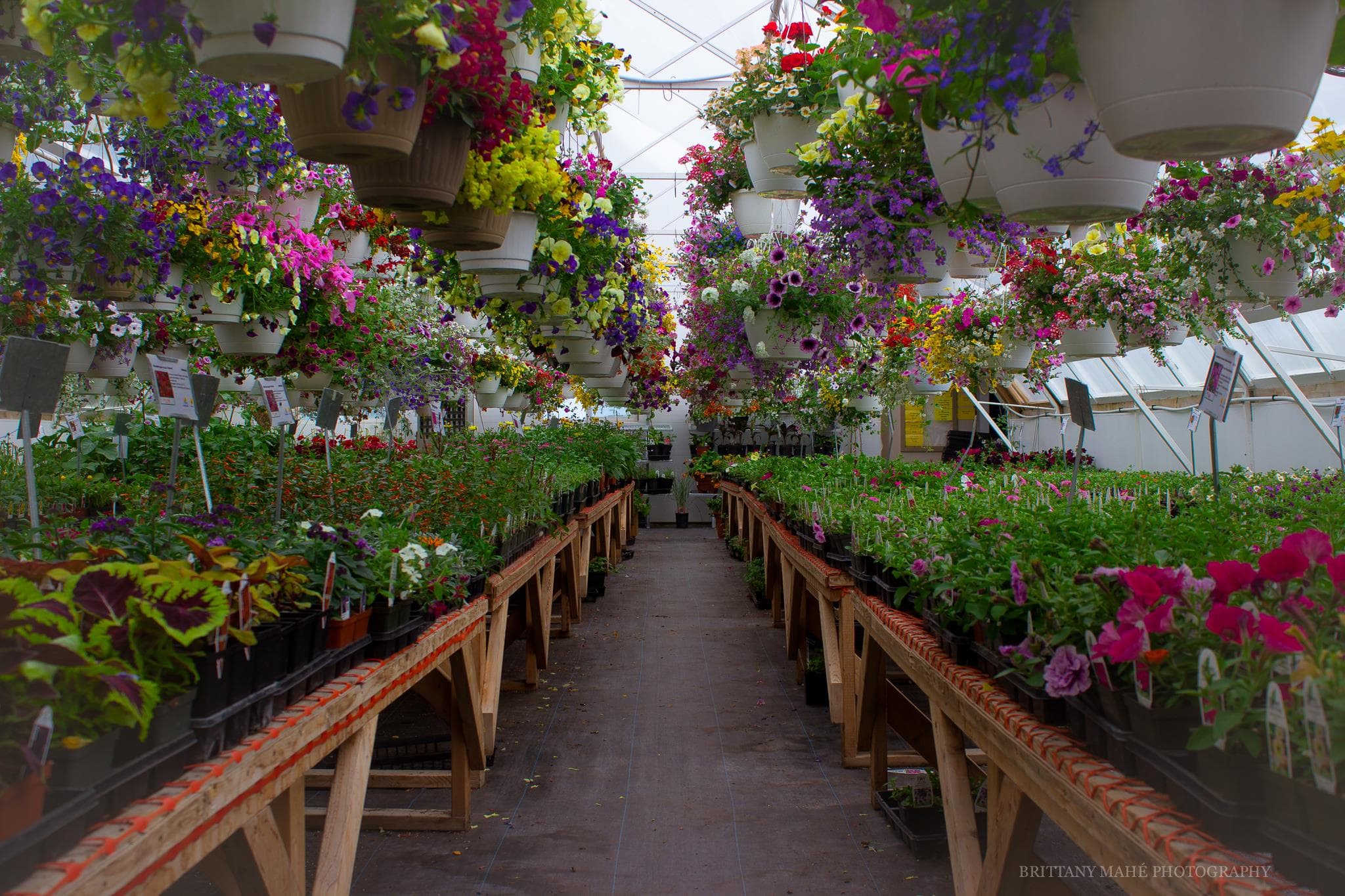greenhouse